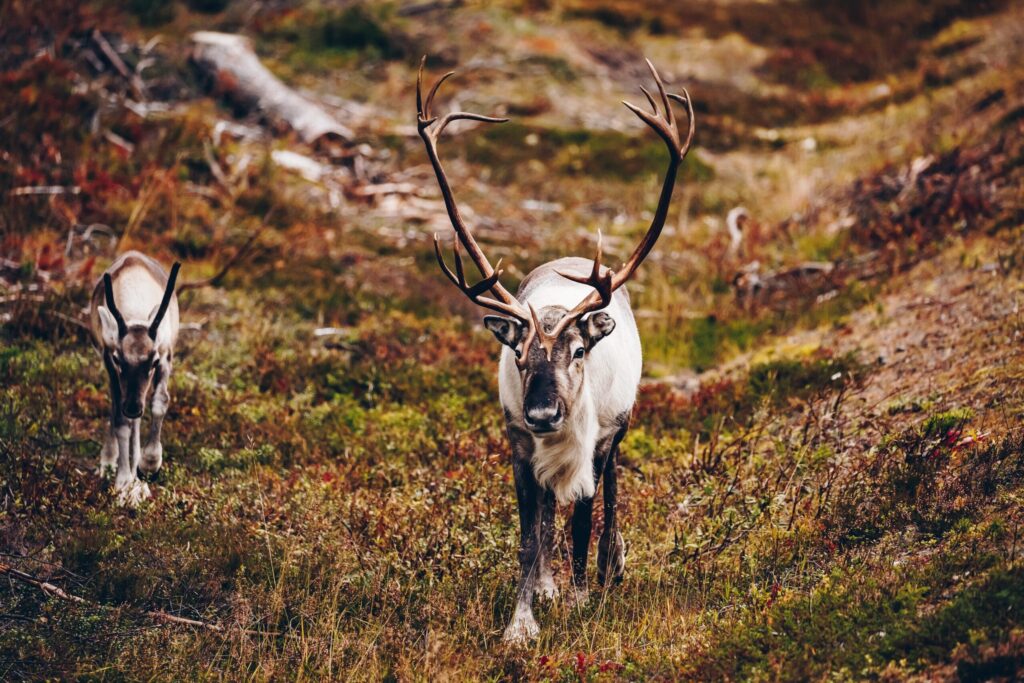 Reindeer in the colorful autumn nature of Lapland