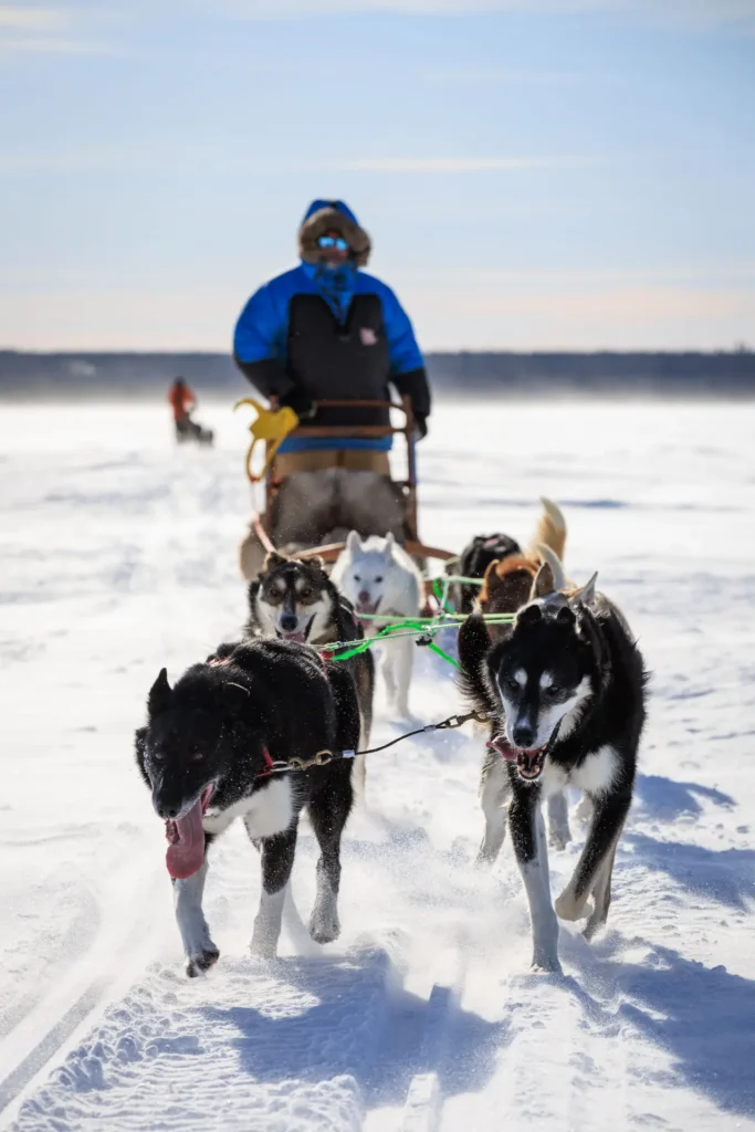 Husky sledding safari across snowy Arctic trails in Lapland.