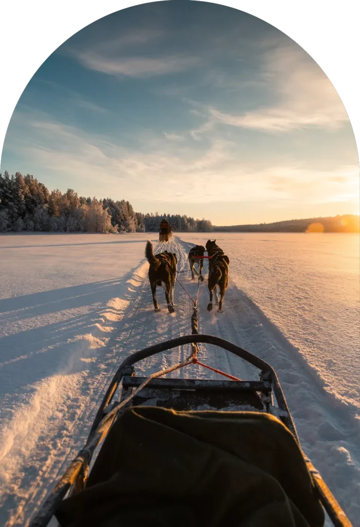 Husky sled safari gliding across frozen Lappish snow at golden hour.